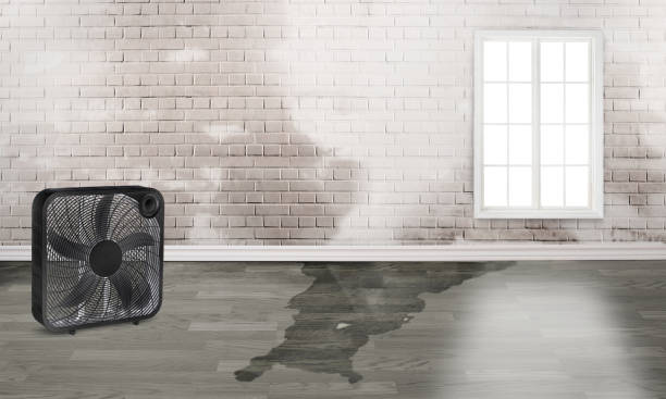 Best Carpet water damage restoration  in Herscher, IL